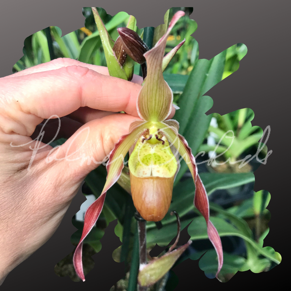 最終！50%オフ✴︎希少✴︎マーメイドフラワー✴︎アンダラク Phrag. QF Nohea — Palmer Orchids